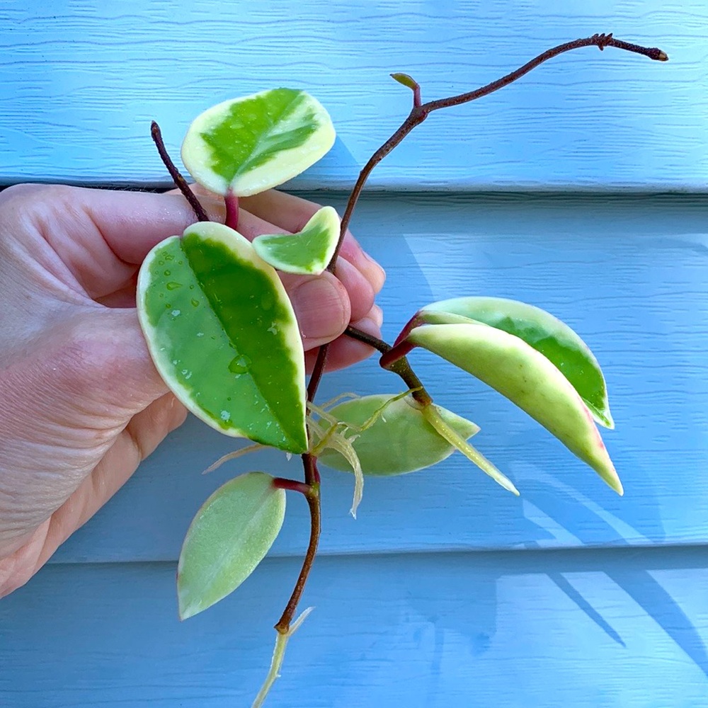 Hoya Krimson Queen Plant